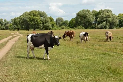 Cows on pasture Stock Photos
