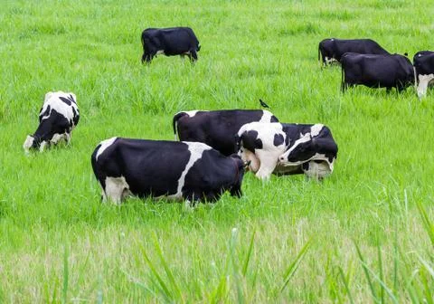 Cows on the pasture Stock Photos