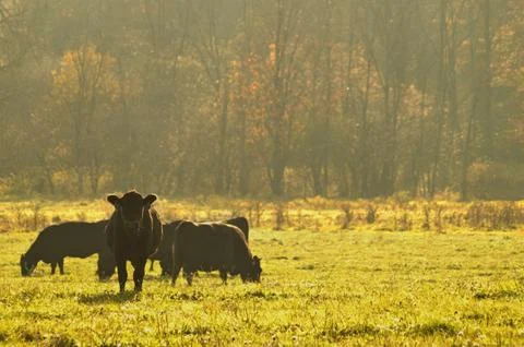 Cows in the pasture Stock Photos