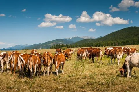 Cows on pasture Stock Photos