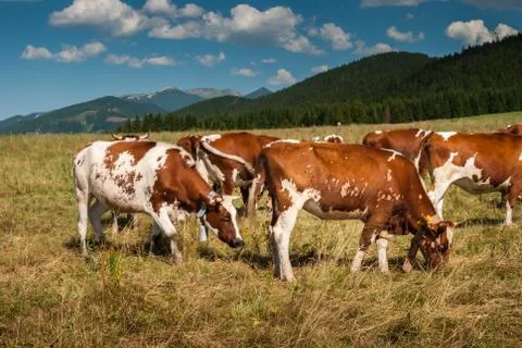 Cows on pasture Stock Photos