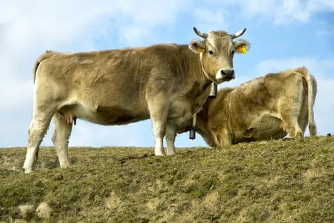 Cows on a pasture 写真素材