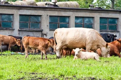 Cows on pasture Stock Photos