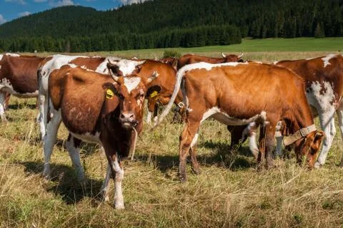 Cows on pasture Stock Photos