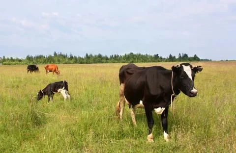 Cows at the pasture Foto stock
