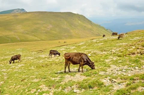 Cows on the pasture Stock Photos