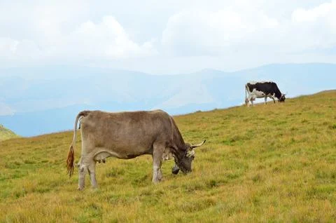 Cows on the pasture 写真素材