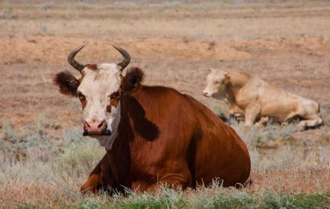 Cows on pasture Stock Photos