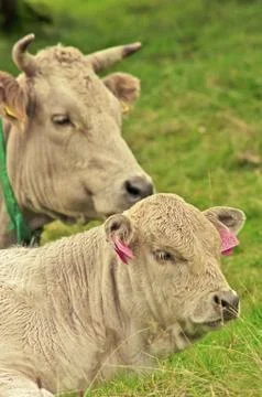 Cows on pasture Stock Photos
