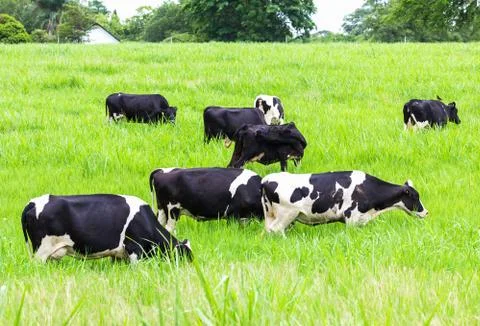 Cows on the pasture Stock Photos