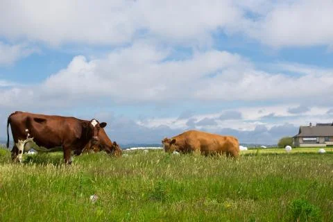 Cows on a pasture Stock Photos