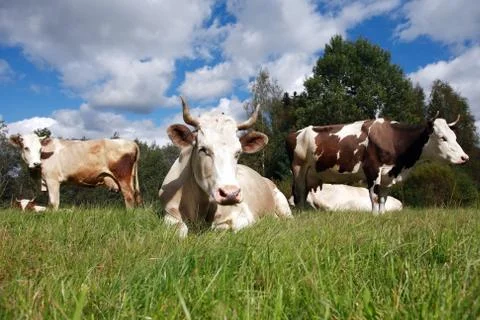 Cows On Pasture Stock Photos