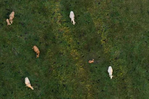 Cows on pasture Stock Photos