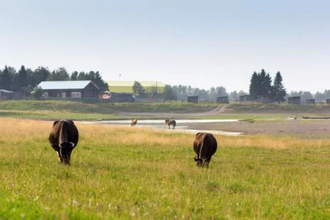 Cows on a pasture Stock Photos