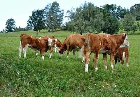 Cows on pasture Stock Photos