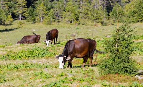 Cows on pasture Stock Photos