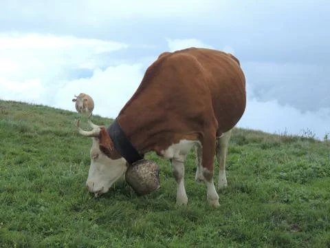 Cows On Pasture Foto stock