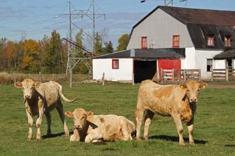 Cows in a pasture Foto stock