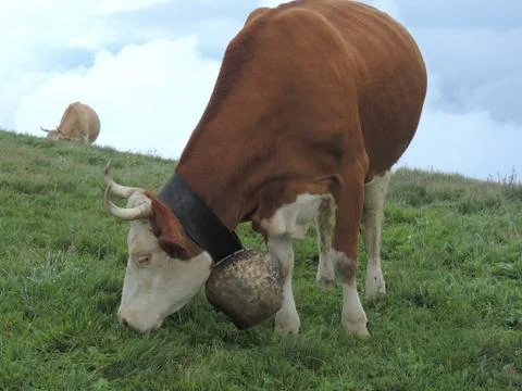 Cows On Pasture Foto stock