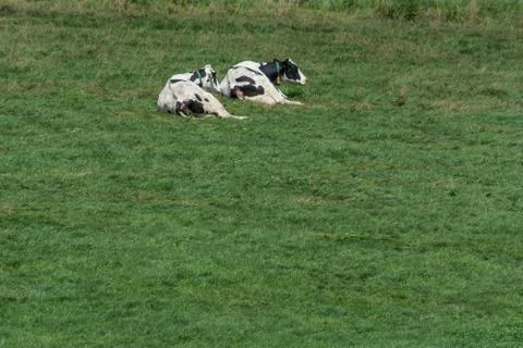 Cows on pasture Stock Photos