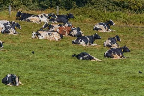 Cows on pasture Stock Photos