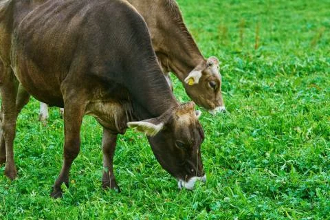 Cows in the Pasture Stock Photos