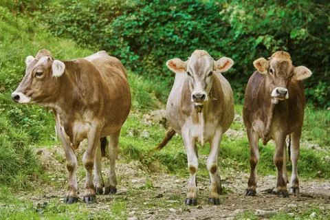 Cows in the Pasture Stock Photos