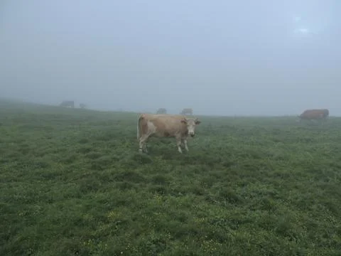 Cows On Pasture Stock Photos