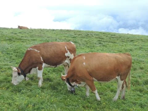 Cows On Pasture Stock-Fotos