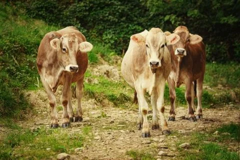 Cows in the Pasture Stock Photos