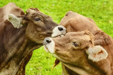 Cows in the Pasture Stock Photos