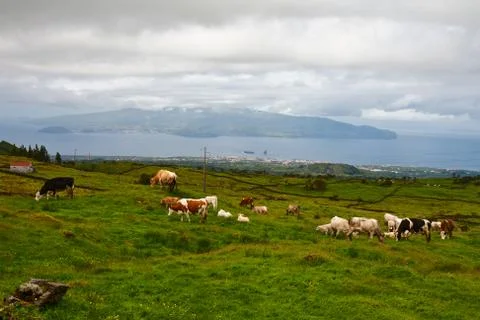 Cows on pasture Stock Photos