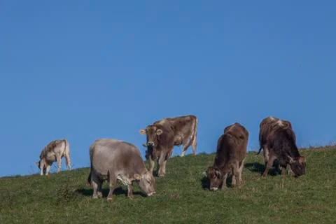 Cows in the pasture Stock Photos