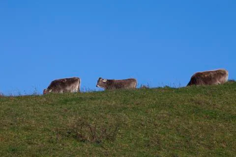 Cows on pasture Stock Photos
