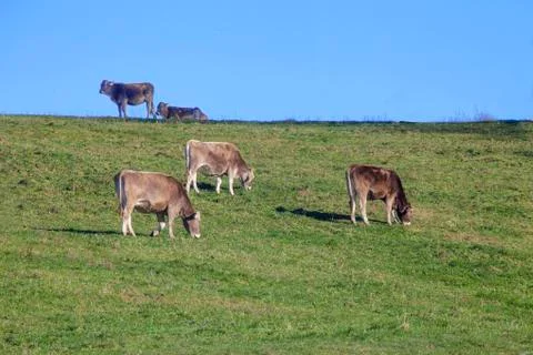Cows in the pasture Stock Photos