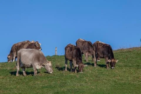 Cows in the pasture Stock Photos