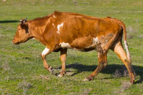Cows in the pasture Stock Photos