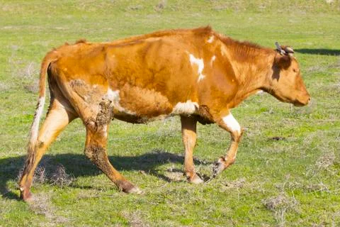 Cows in the pasture Foto stock