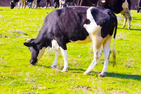 Cows in the pasture Foto stock