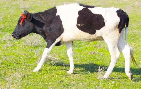 Cows in the pasture Foto stock