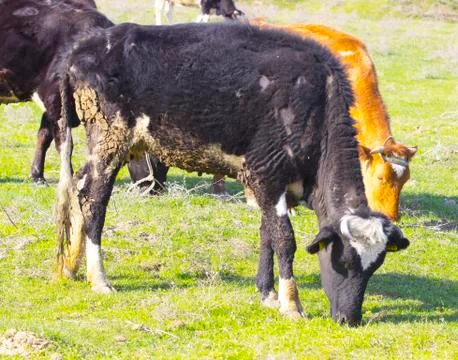 Cows in the pasture Foto stock