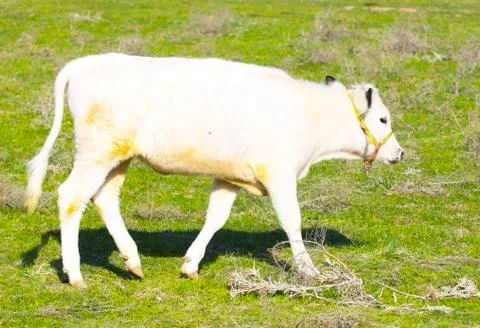 Cows in the pasture Stock Photos