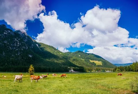 Cows on pasture Foto stock