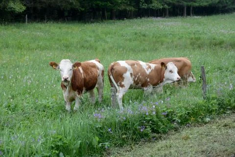 Cows in the pasture Stock Photos