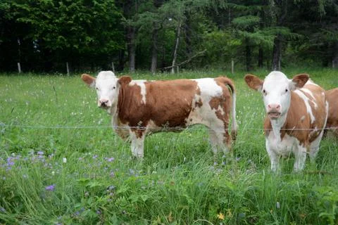 Cows in the pasture Stock Photos