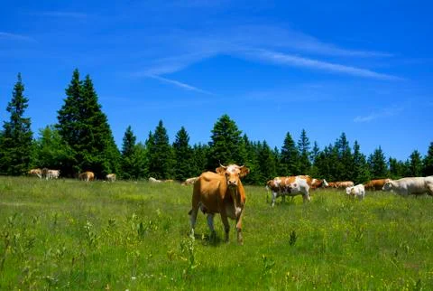Cows on pasture Stock Photos