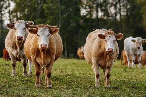 Cows on the pasture Foto stock