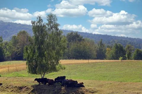 Cows in the pasture Foto stock