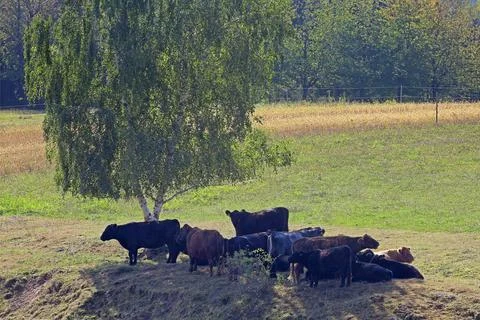 Cows in the pasture Stock Photos