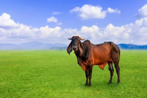 Cows in the pasture Stock Photos